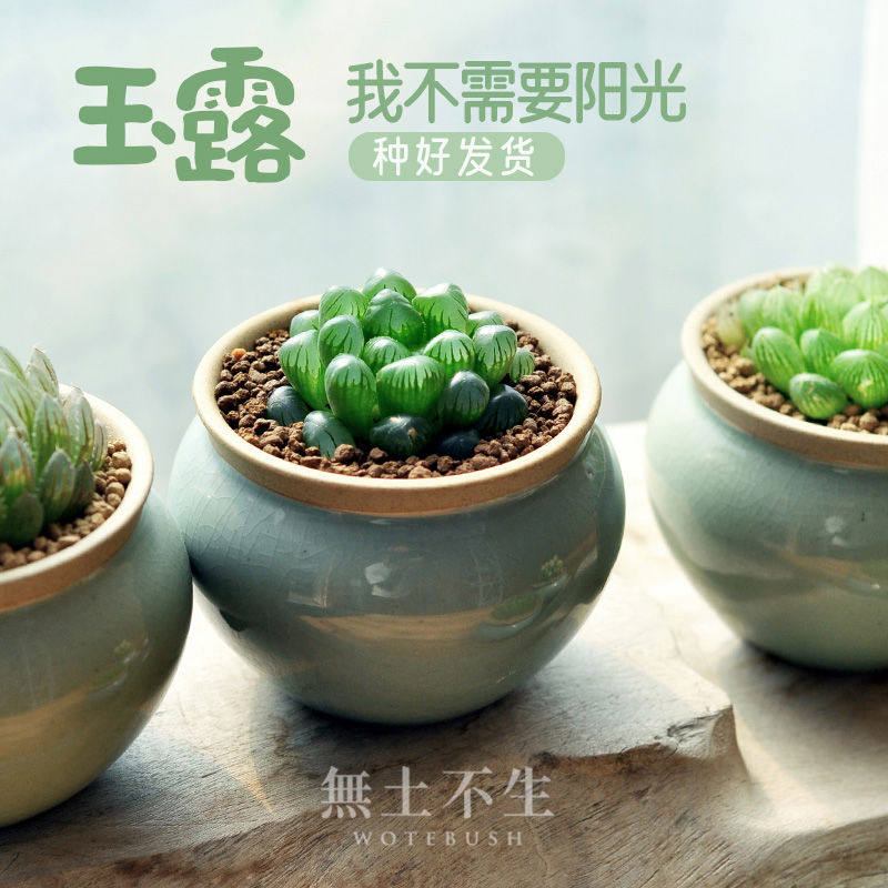 精品多肉花卉盆栽十二卷玉露多肉植物易养护净化空气