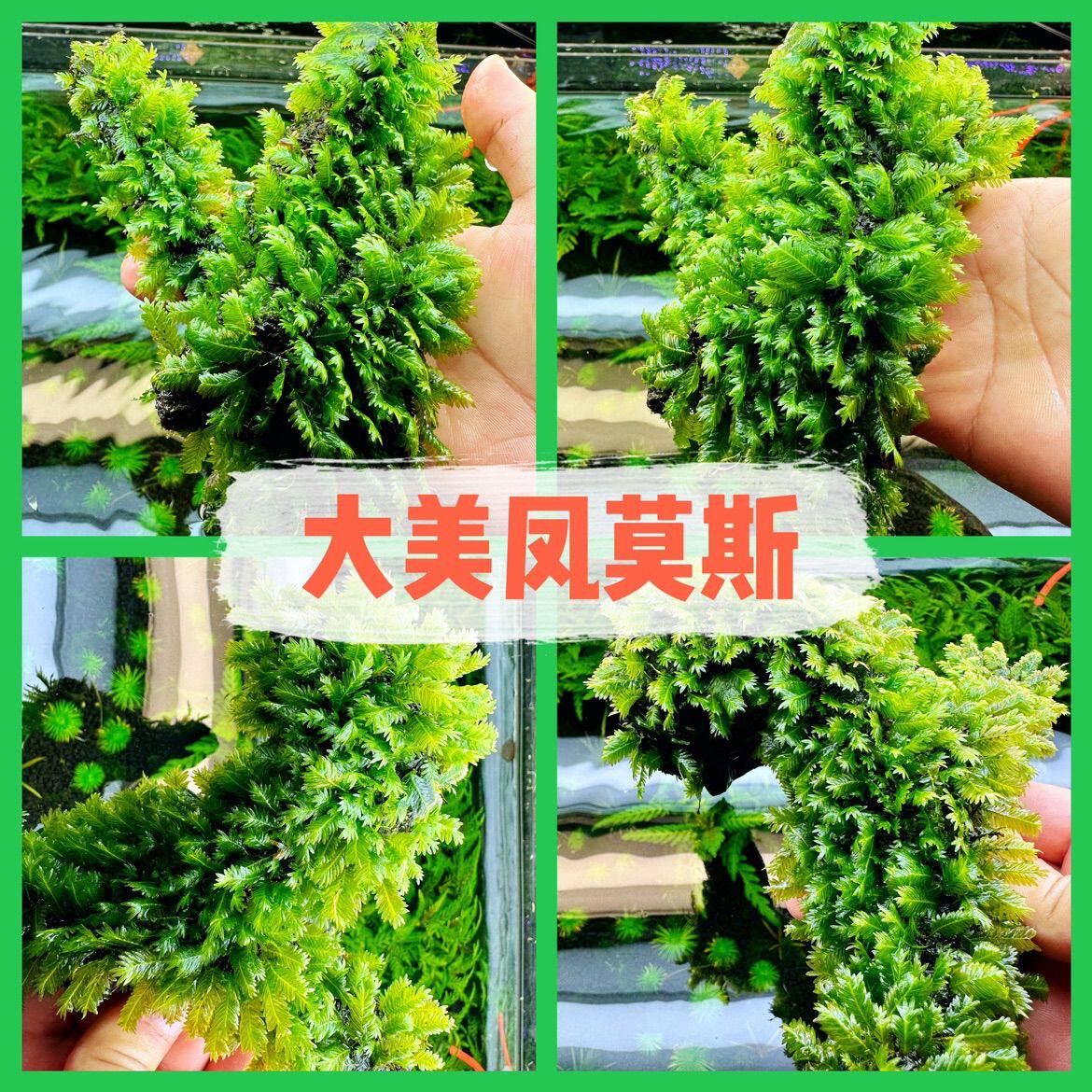 鱼缸生态缸原生缸虾缸草缸定植火山石大美凤沉木造景凤尾苔莫斯
