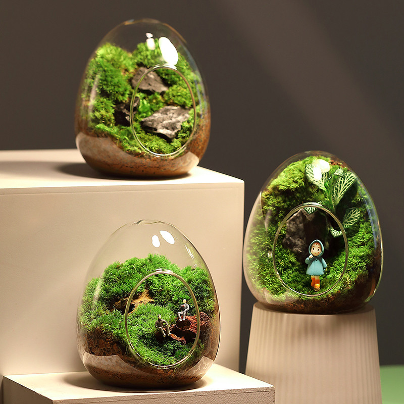 苔藓微景观生态瓶私人草坪桌面迷你盆栽办公室创意造景植物神奇