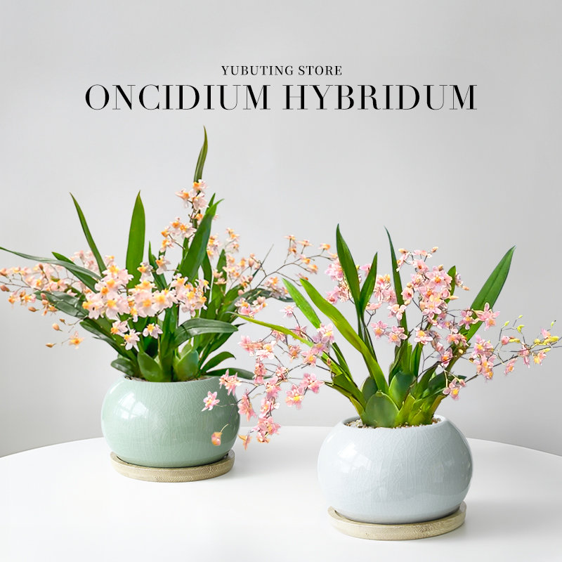 香水文心兰盆栽带花苞梦香兰兰花植物办公室桌面绿植花卉盆景