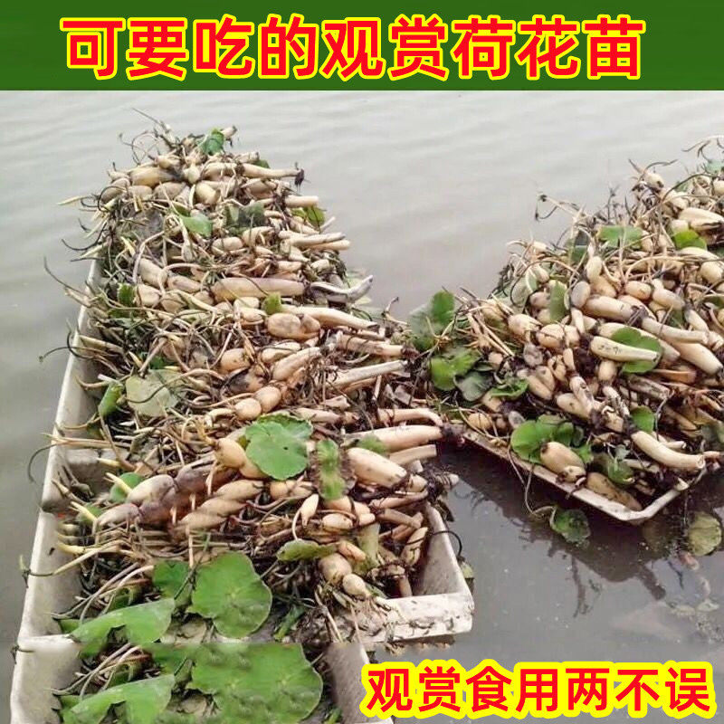 可食用观赏荷花苗藕种莲藕种根盆栽花卉植物水养池塘水培四季碗莲