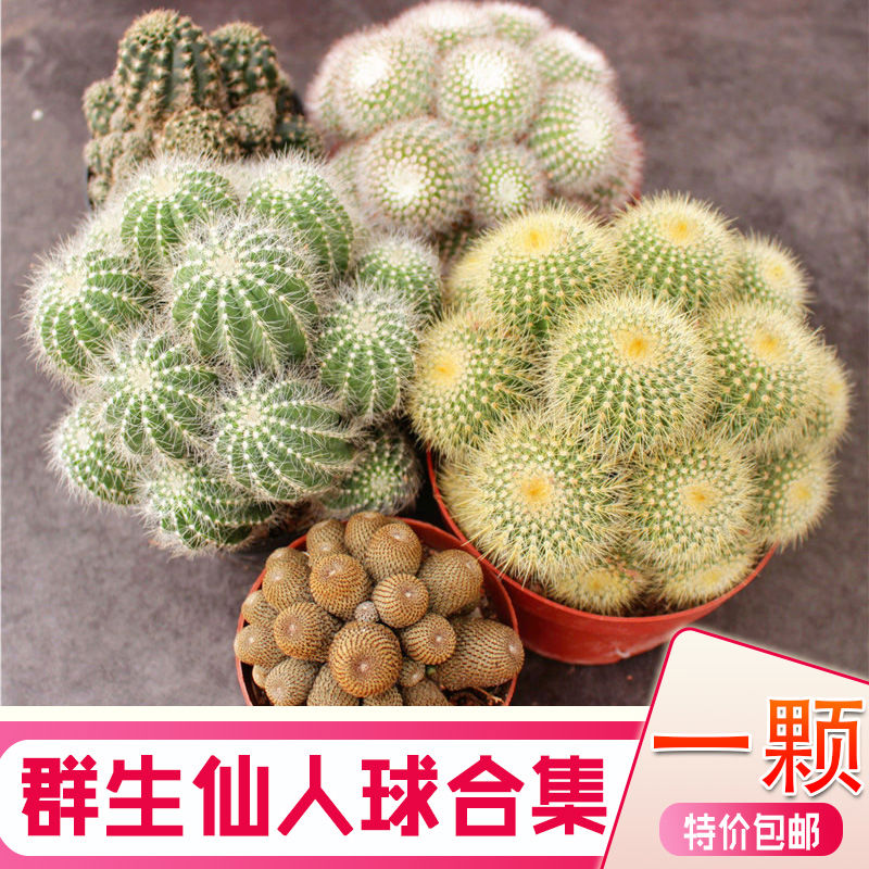 群生仙人球组合多头紫丽丸新手套餐办公室小盆栽防辐射开花大