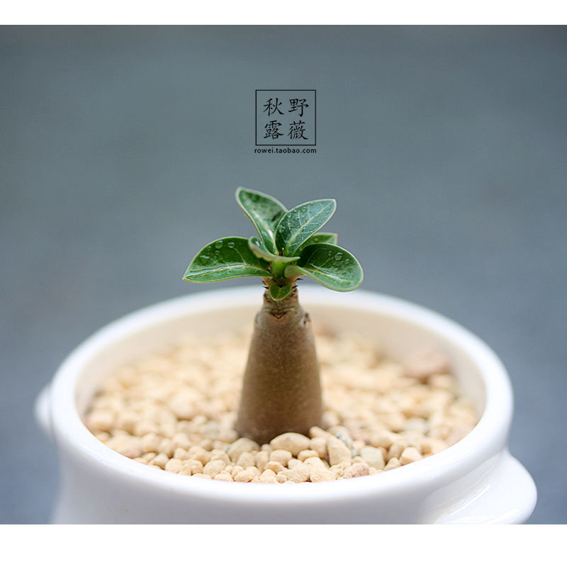 情绪稳定 神奇植物 办公室内桌面迷你多肉小盆栽可爱创意礼物