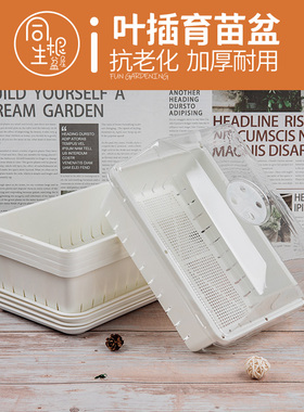 白色加厚多肉叶插育苗盆塑料生石花肉锥育苗盘小号种植播种花盆