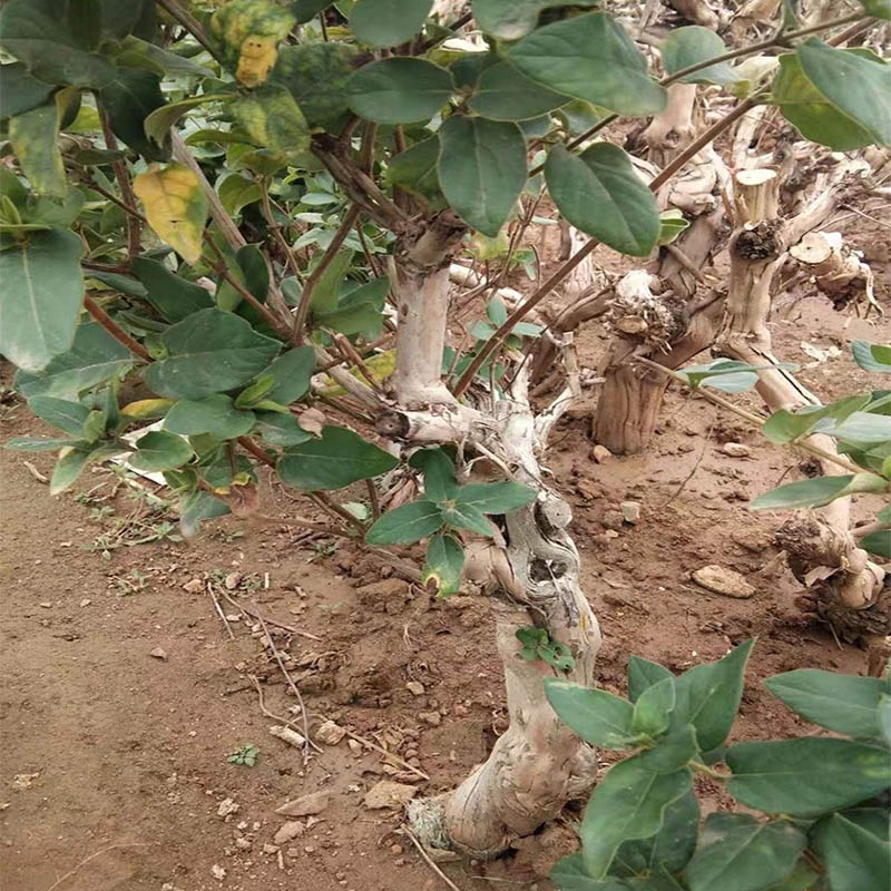 金银花苗苗木红色盆栽盆景树桩老桩花卉四季种植树苗忍冬爬藤药用