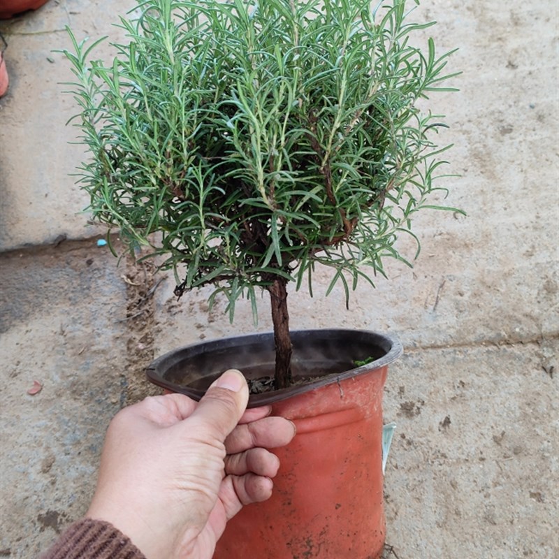 小老桩五年苗迷迭香大迷迭香盆栽可食用老庄独杆棒棒糖盆景新鲜