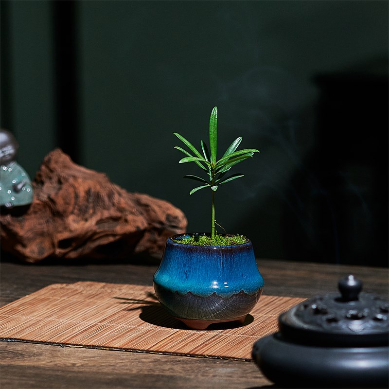 海岛罗汉松办公室桌面耐阴好养网红小清新迷你小盆栽可爱礼品植物