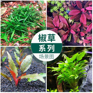 无菌水草杯鱼缸水草植物真草造景阴性牛毛水草前景水草极乐鸟