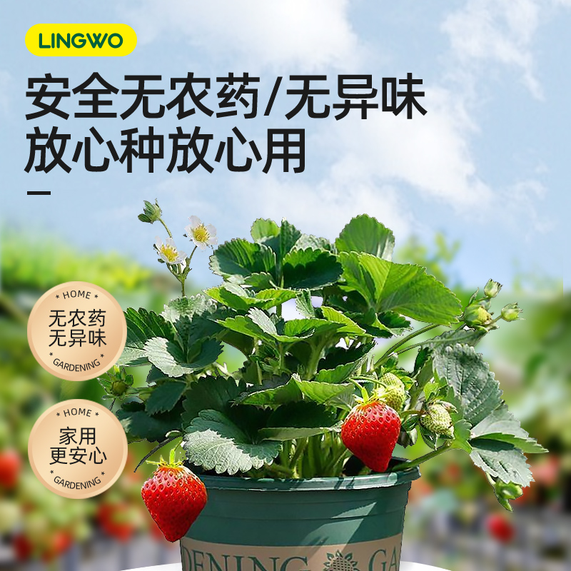草莓肥料专用肥免稀释营养液家用盆栽水溶叶面肥专用药有机液体肥