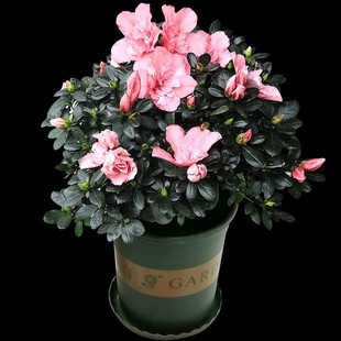 杜鹃花盆栽小桃红玉麒麟植物室内带花四季好养常年开花的盆栽花