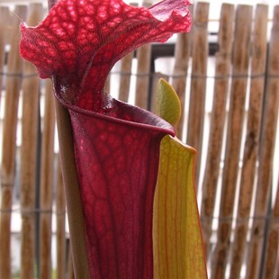 包邮 食虫植物瓶子草捕蝇草猪笼草吃苍蝇蚊子食人花 红颈瓶子草