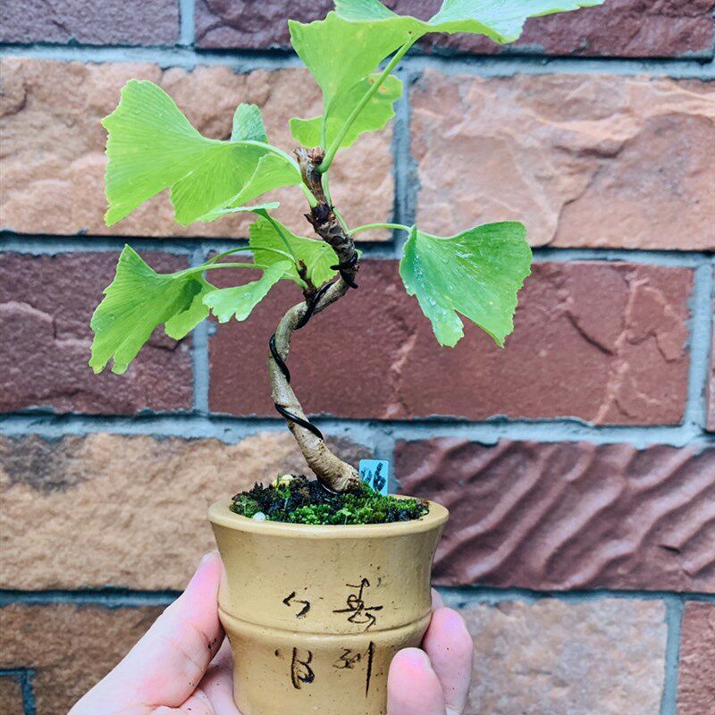 木木三/原生茶台小品豆盆造型盆景 办公桌书桌摆件小精品拇指盆景