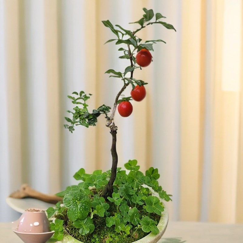 金弹子室内盆景老鸦柿子盆栽绿植花卉微型桌面当年结果金蛋子熟桩