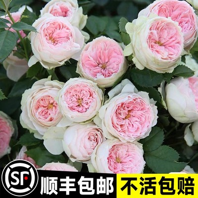 绒球门廊月季大花浓香门廊绒球灌木月季花庭院阳台四季开花卉盆栽