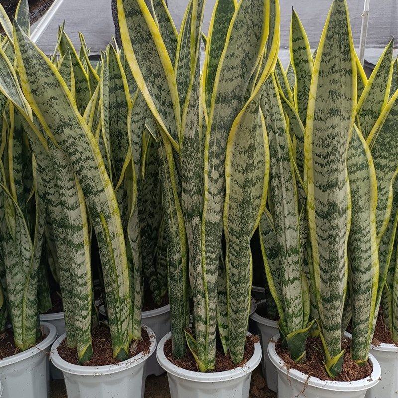 金边虎皮兰盆栽花卉多肉水培植物绿植室内吸办公室四季常青虎尾兰,鲜花速递/花卉仿真/绿植园艺,绿植,淘宝优惠券,粉丝福利购,淘宝优惠卷