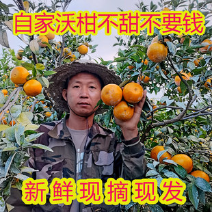 正宗广西武鸣沃柑10斤大果新鲜现摘桔子橘子纯甜爆汁当季水果整箱