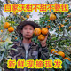 正宗广西武鸣沃柑10斤大果新鲜现摘桔子橘子纯甜爆汁当季 水果整箱