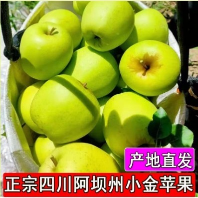 小金苹果阿坝州特产原小金县生态青苹果酸甜脆小时候味道现摘新鲜