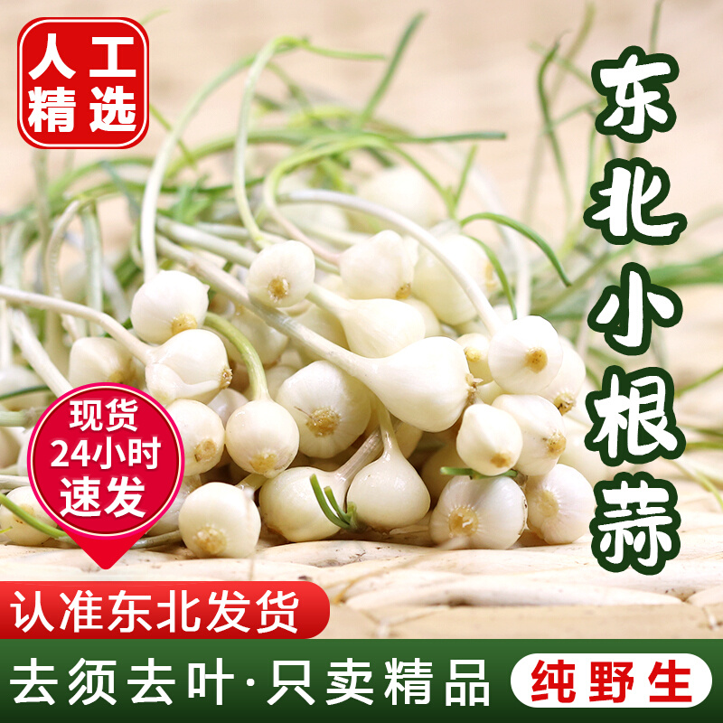 顺丰东北小根蒜野菜产地直销野葱大脑瓜野蒜荞子野蒜即食东北特产