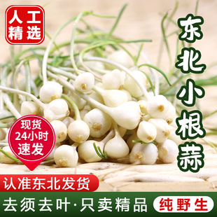 顺丰东北小根蒜野菜产地直销野葱大脑瓜野蒜荞子野蒜即食东北特产