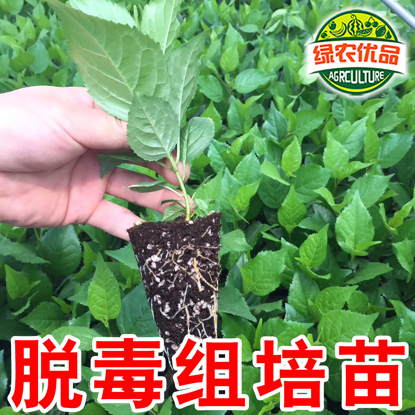 吉塞拉6号脱毒组培苗矮化砧木苗
