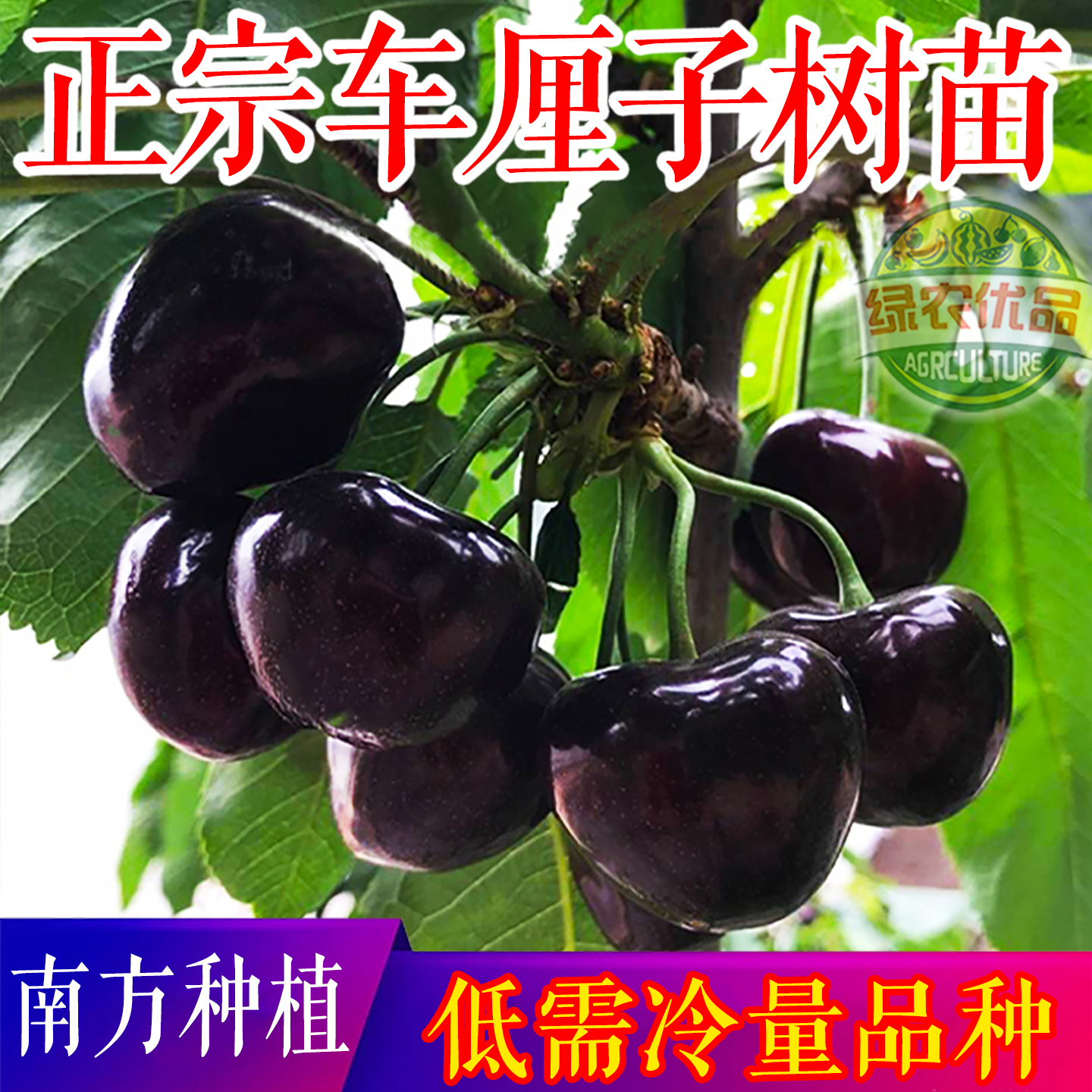南方低需冷量车厘子苗大樱桃苗南方种植庭院阳台花盆果树苗大全