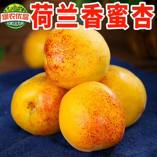 杏树接穗嫁接枝条荷兰香蜜杏吊干杏芒果油杏胭脂红杏珍珠油杏枝条