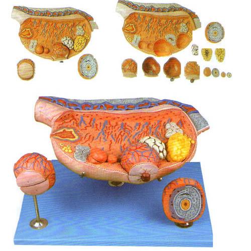 分泌器官卵巢模型│胚胎发育模型│胎盘脐带模型│分娩过程模型