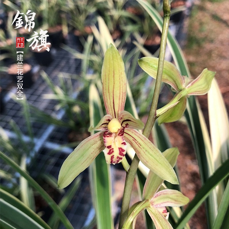 带花苞兰花锦旗建兰夏四季兰花苗线艺室内阳台花卉浓香绿植物盆栽