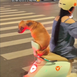 创意仿真单身狗抱枕毛绒玩具动物哈士奇公仔大号可爱女生睡觉玩偶