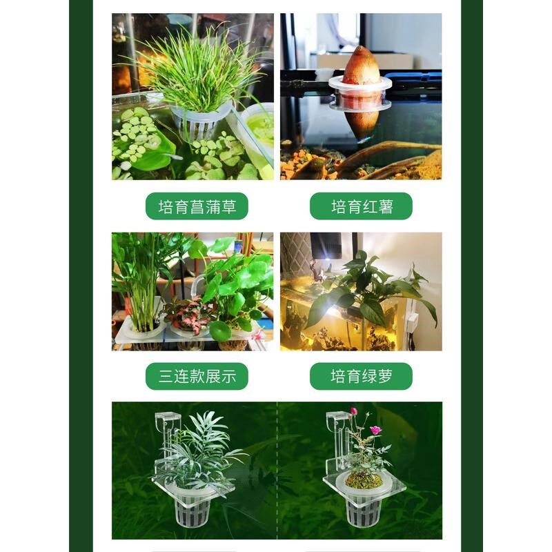 鱼缸水培植物固定架定植篮水草杯造景绿植壁挂水生种绿萝红薯苗