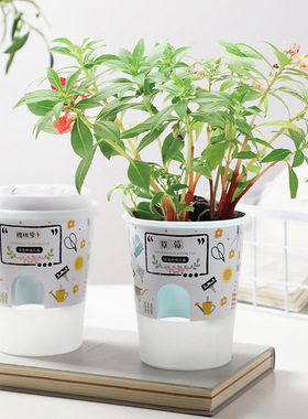 观察生长发芽盆栽小学生diy种植花农自种迷你创意儿童蔬菜花卉种
