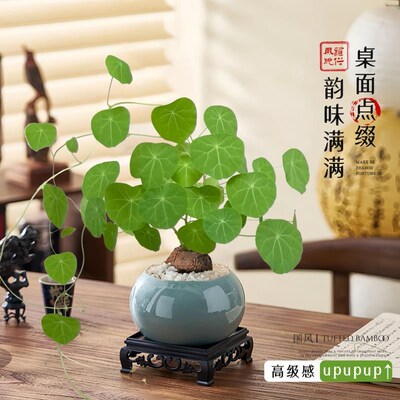 山乌龟金不换带叶盆栽q爬藤桌面绿植物办公室内藤蔓四季常青植物