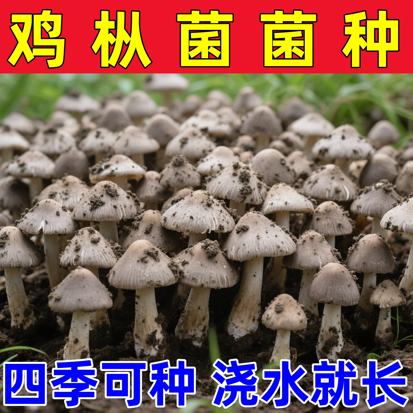 正宗野生鸡枞菌菌种家种云南伞把菇三塔菌夏至菌居家可种菌种