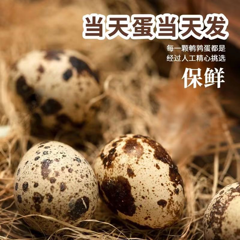 新鲜鹌鹑蛋散养杂粮孕妇批发喂养宝宝辅食营养农家带壳商用鹌鹑蛋