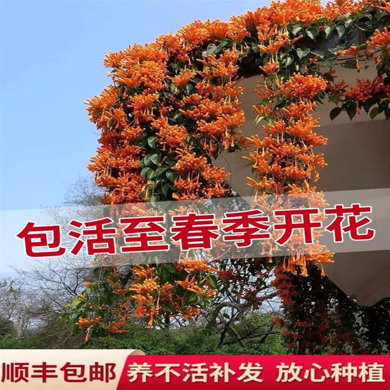 凌霄花树苗爬藤植物四季开花卉绿植盆栽庭院阳台炮仗花特大苗耐寒
