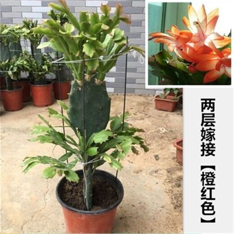 仙人掌嫁接蟹爪兰多层双层令箭荷花带花包邮多色盆栽花卉植物