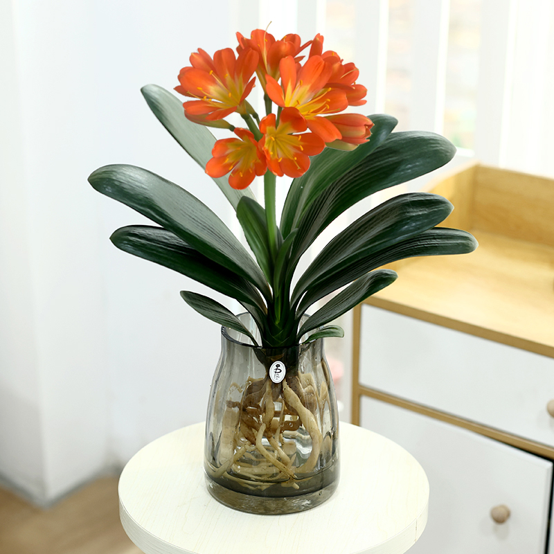 君子兰盆栽特级水培植物室内好养办公室客厅桌面绿植花卉四季常青