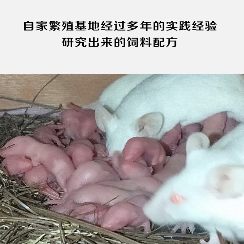 宠物大小白鼠饲料花枝鼠哈士奇合成主粮食繁殖高蛋白营养鼠粮五斤图片