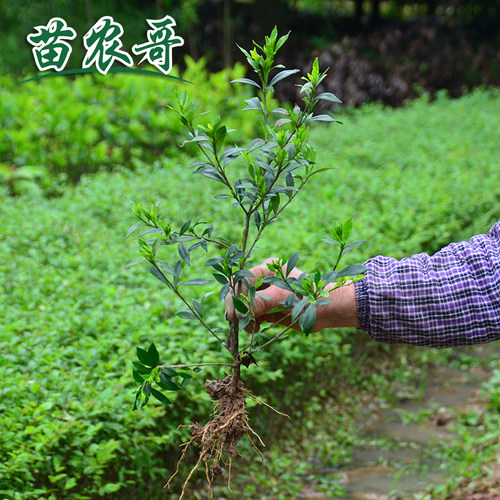 小叶栀子花树苗庭院阳台工程园林绿化植物花卉绿植四季常青苗木