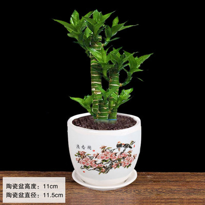发财树富贵竹办公室内绿植桌面小盆栽栀子花鸿运当头杜鹃花卉盆景