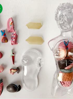 18CM女性人体器官拼装玩具全身透明人体内脏血管骨骼教学模型