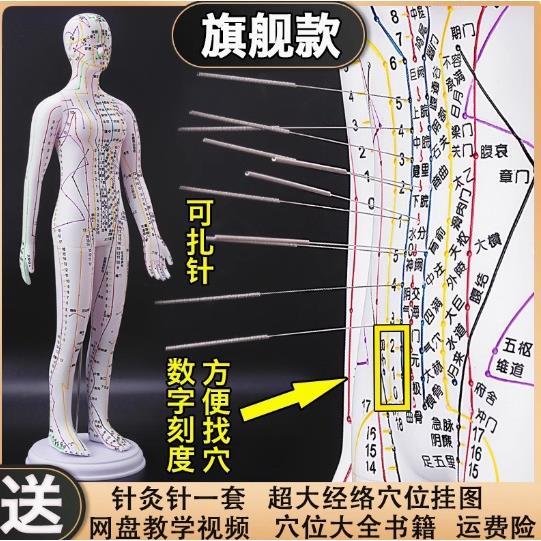 医信中医针灸穴位人体模型十二经络图铜人体穴位模型人全身小皮人