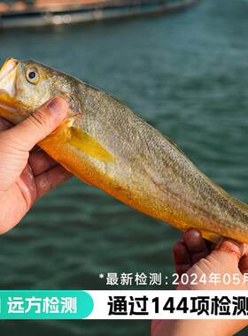 远方的梦想有机认证大黄鱼新鲜捕捞冷冻宁德霞浦黄花鱼海生鲜水产