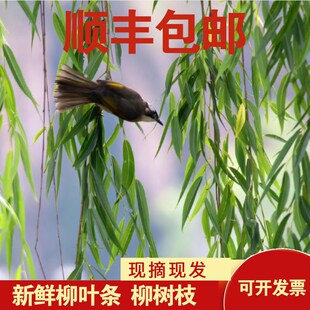 新鲜杨柳树枝柳树枝条柳r树芽柳树条树叶乔迁搬新家插门插花盆饰