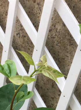 阳台装饰白色实木伸缩网格木篱笆栅栏围J栏L拉网爬藤攀爬架网格花