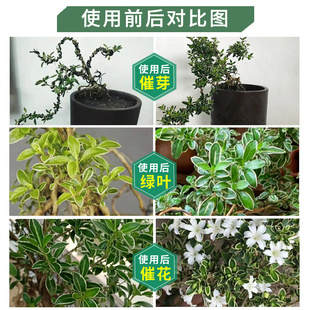 六月雪专用肥金边六月雪肥料重瓣六月雪营养液颗粒重瓣阴木有机肥