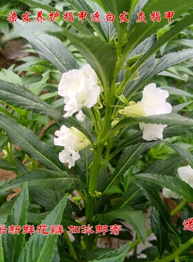 白色凤仙花 新鲜指甲花 小桃红干花瓣花粉染发染甲凤仙透骨草包邮