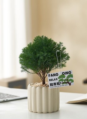 【放轻松】雾松盆栽客厅办公室内桌面绿植小摆件净化空气