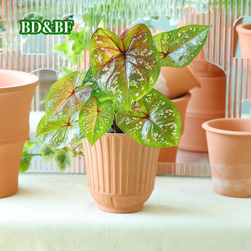 bd&bf 新款植物兰花多肉室内桌面简约复古传统手工白陶土红陶花盆